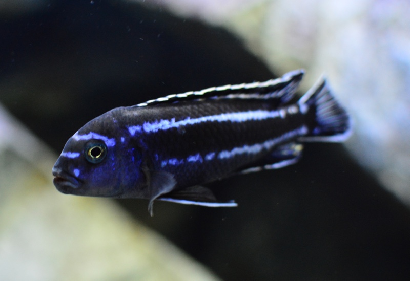 Pseudotropheus cyaneorhabdos 'Maingano Island'